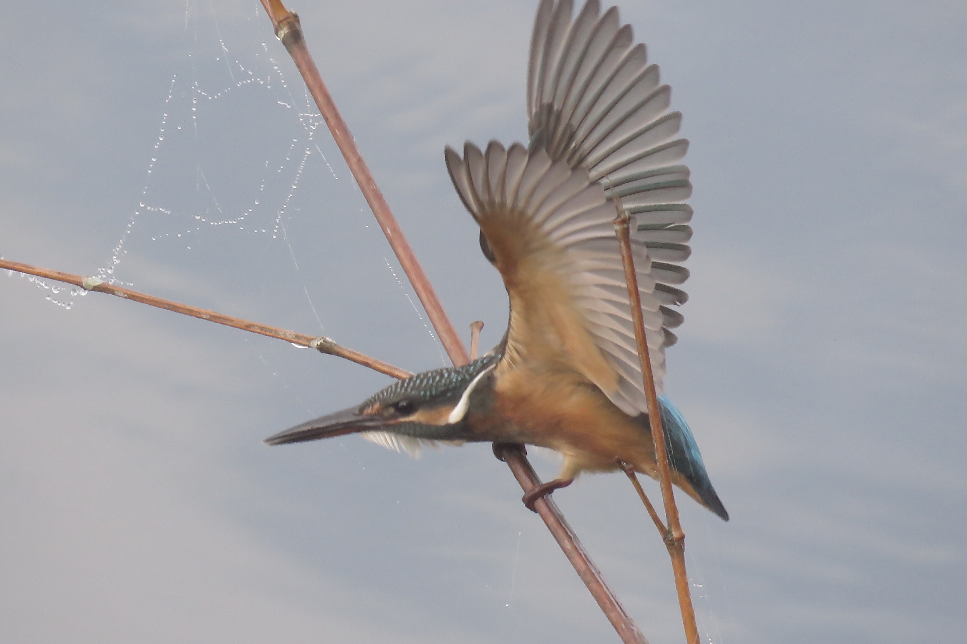 カワセミの若鳥 いわきの自然